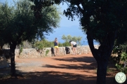 Greckie lato w regionie oliwek 13