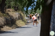 Greckie lato w regionie oliwek 28