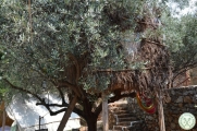 Greckie lato w regionie oliwek 29